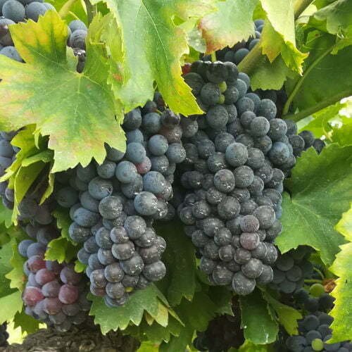 A lush vineyard in Spain with a few bunches of red grapes hanging down between the large green leaves