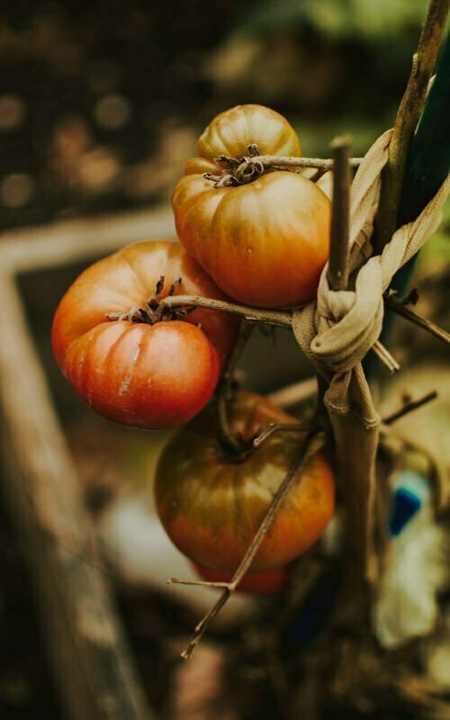 Some ripe red tomatoes hang from a rustic vine with some cloth tied to a spike. 