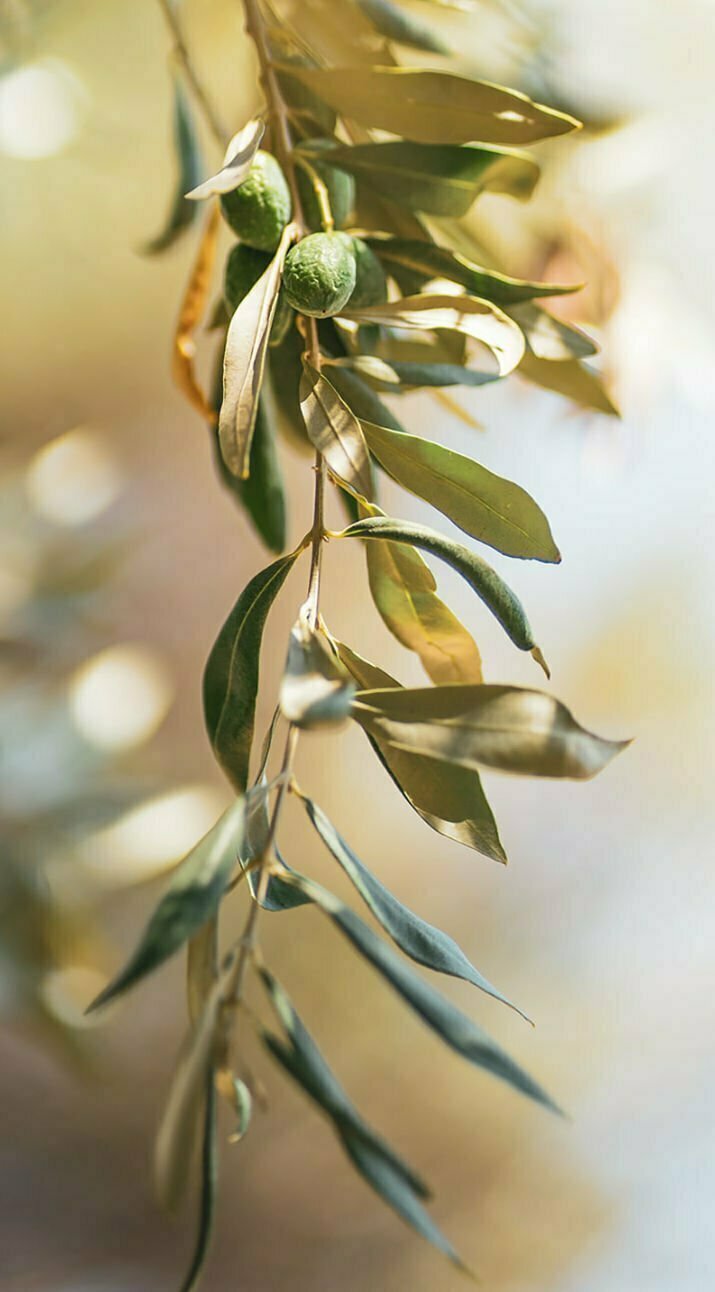 A long olive branch droops in front of the camera with a blurred background