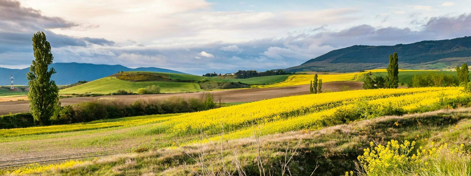 a sweeping landscape scene over rolling hills that are full of yellow flowers. Mountains peak in the background.