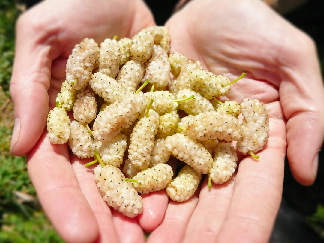 Some freshly picked white mulberries sits in the palms of a persons hands.