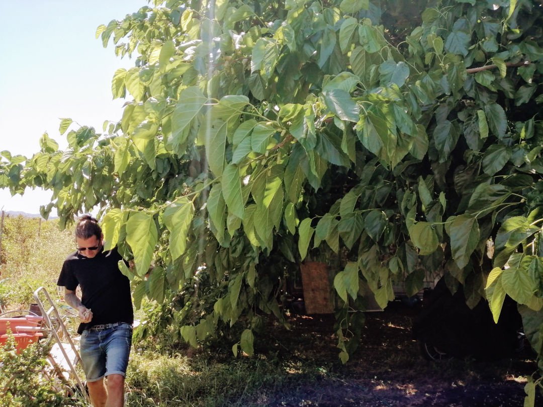 A person picks berries from a large white mulberry tree.