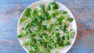 Lambs lettuce lays on a white plate