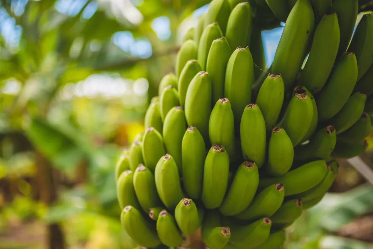 a large banana plantation on the Canary Islands